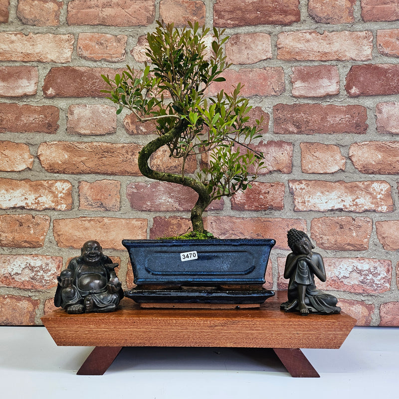 Brush Cherry (Syzygium) Bonsai Tree | Shaped | In 20cm Pot