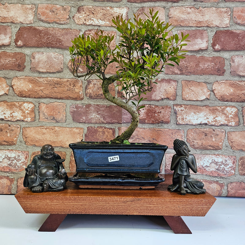 Brush Cherry (Syzygium) Bonsai Tree | Shaped | In 20cm Pot