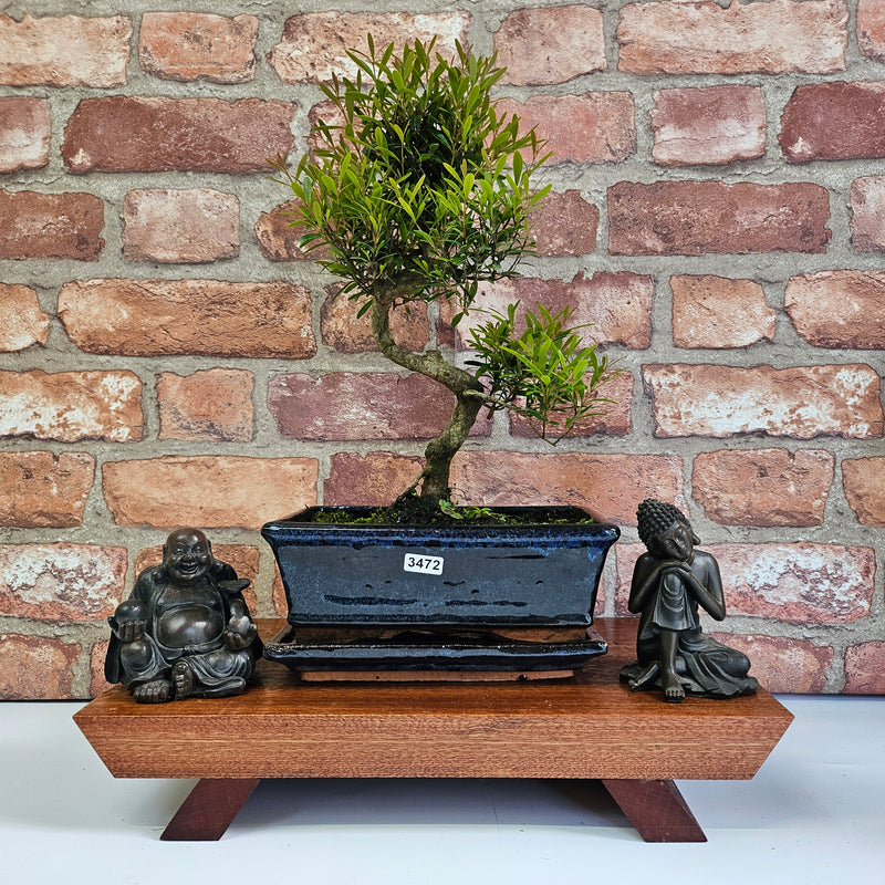 Brush Cherry (Syzygium) Bonsai Tree | Shaped | In 20cm Pot