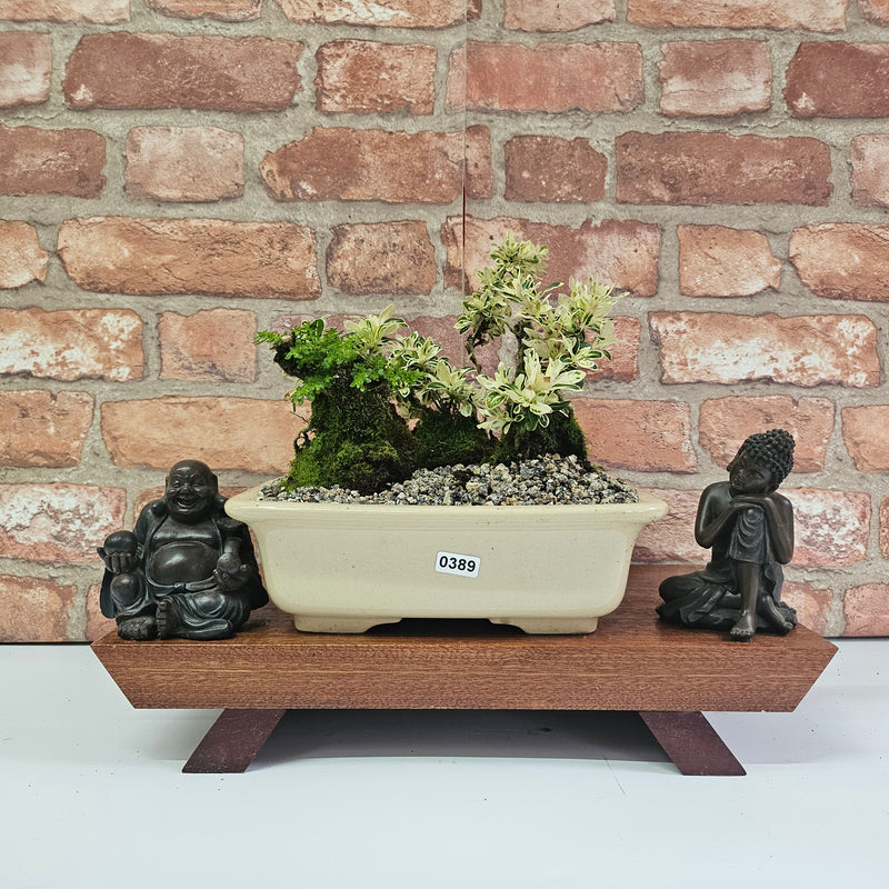Snow Rose (Serissa) Bonsai Tree Group | Informal | In 22cm Pot