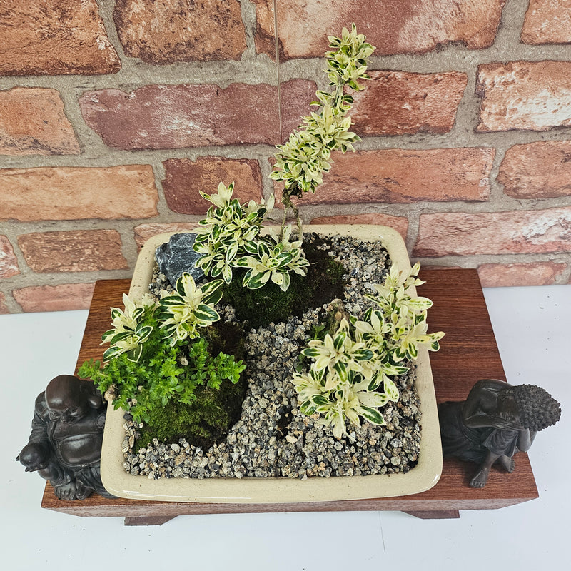 Snow Rose (Serissa) Bonsai Tree Group | Informal | In 22cm Pot