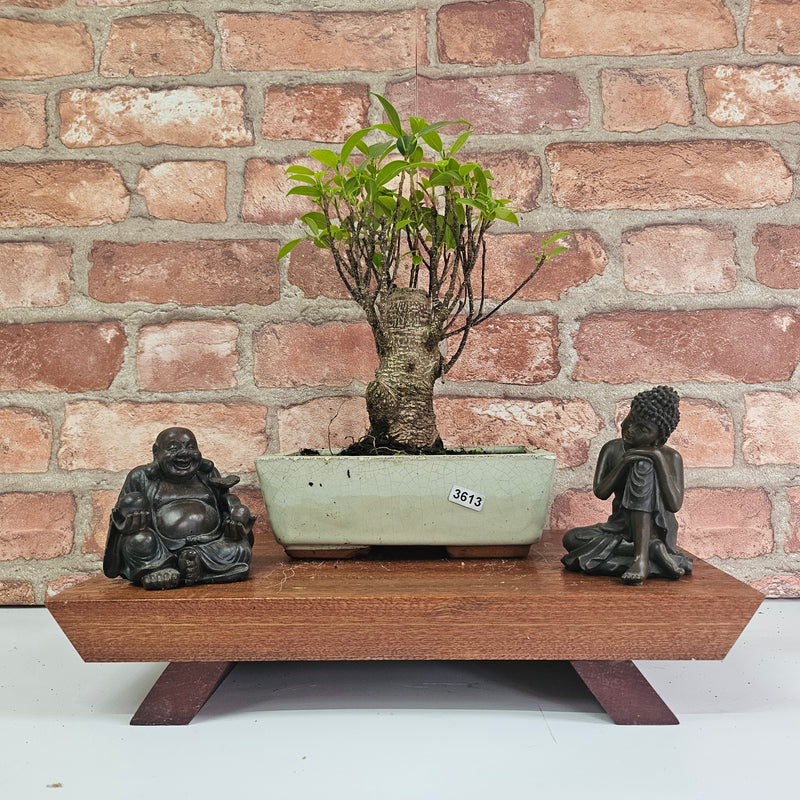 Ficus Microcarpa (Banyan Fig) Indoor Bonsai Tree | Broom | In 20cm Pot