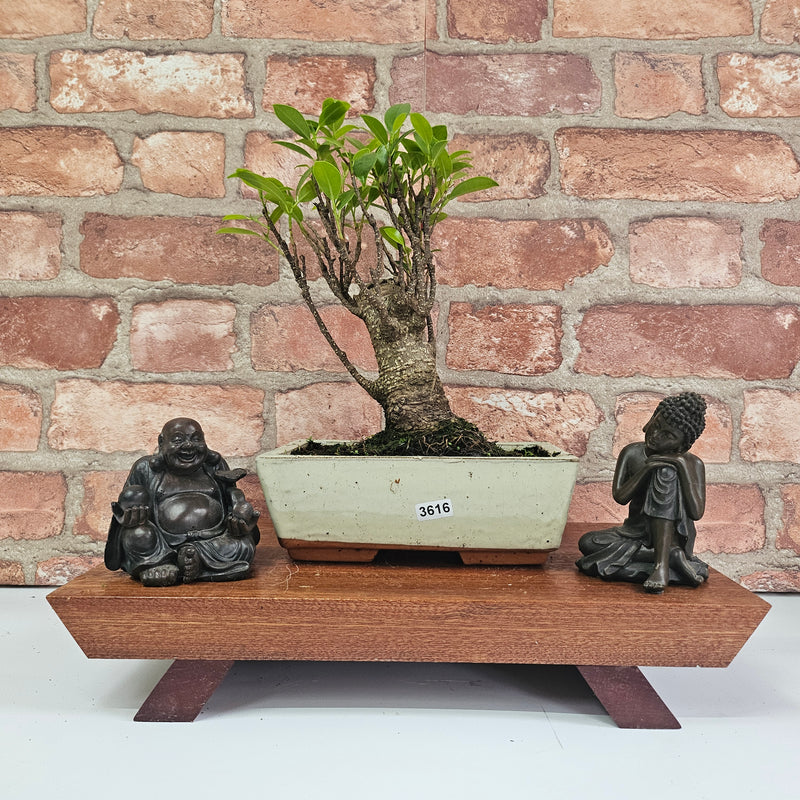 Ficus Microcarpa (Banyan Fig) Indoor Bonsai Tree | Broom | In 20cm Pot