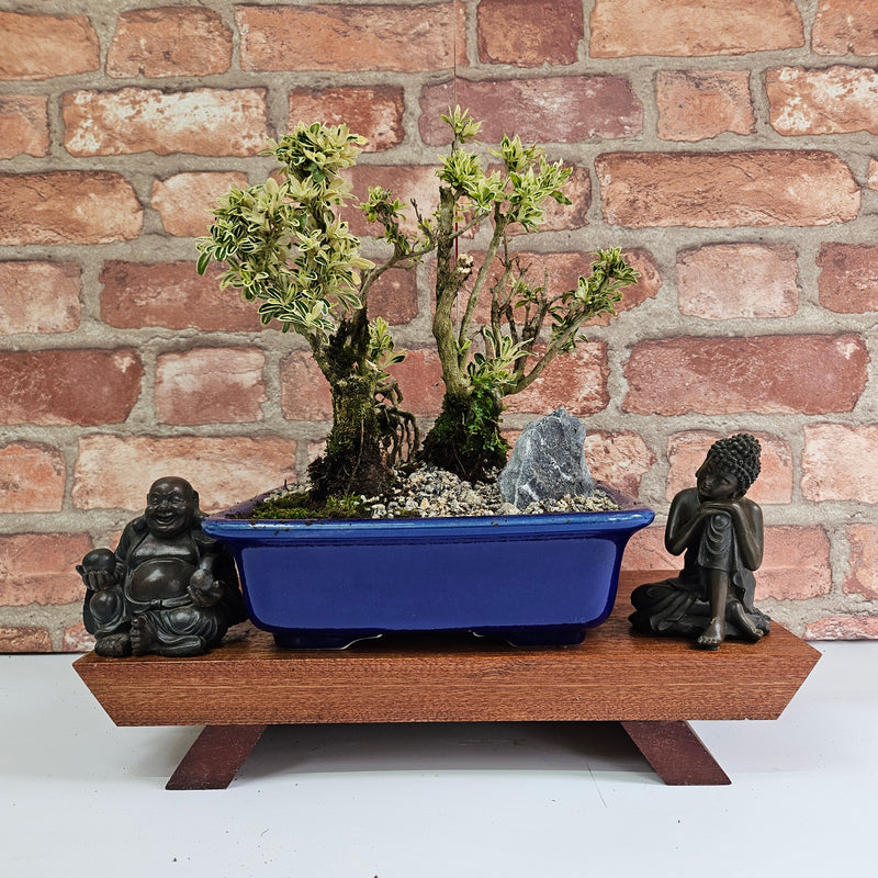 Snow Rose (Serissa) Bonsai Tree Group | Informal | In 22cm Pot