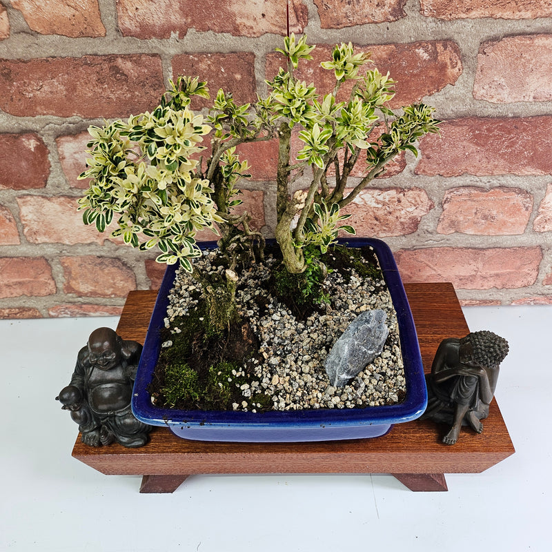 Snow Rose (Serissa) Bonsai Tree Group | Informal | In 22cm Pot