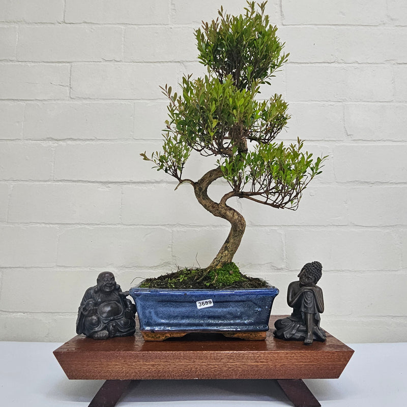 Brush Cherry (Syzygium) Bonsai Tree | Shaped | In 20cm Pot