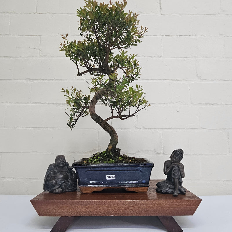 Brush Cherry (Syzygium) Bonsai Tree | Shaped | In 20cm Pot