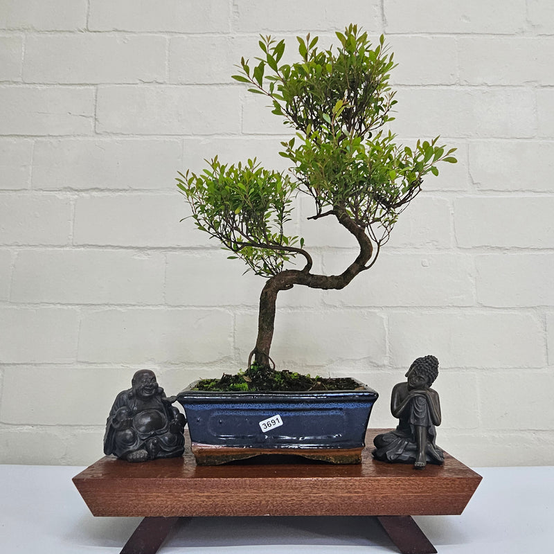 Brush Cherry (Syzygium) Bonsai Tree | Shaped | In 20cm Pot