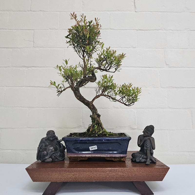 Brush Cherry (Syzygium) Bonsai Tree | Shaped | In 20cm Pot