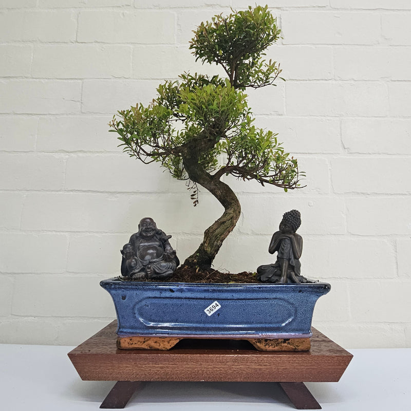 Brush Cherry (Syzygium) Bonsai Tree | Shaped | In 30cm Pot