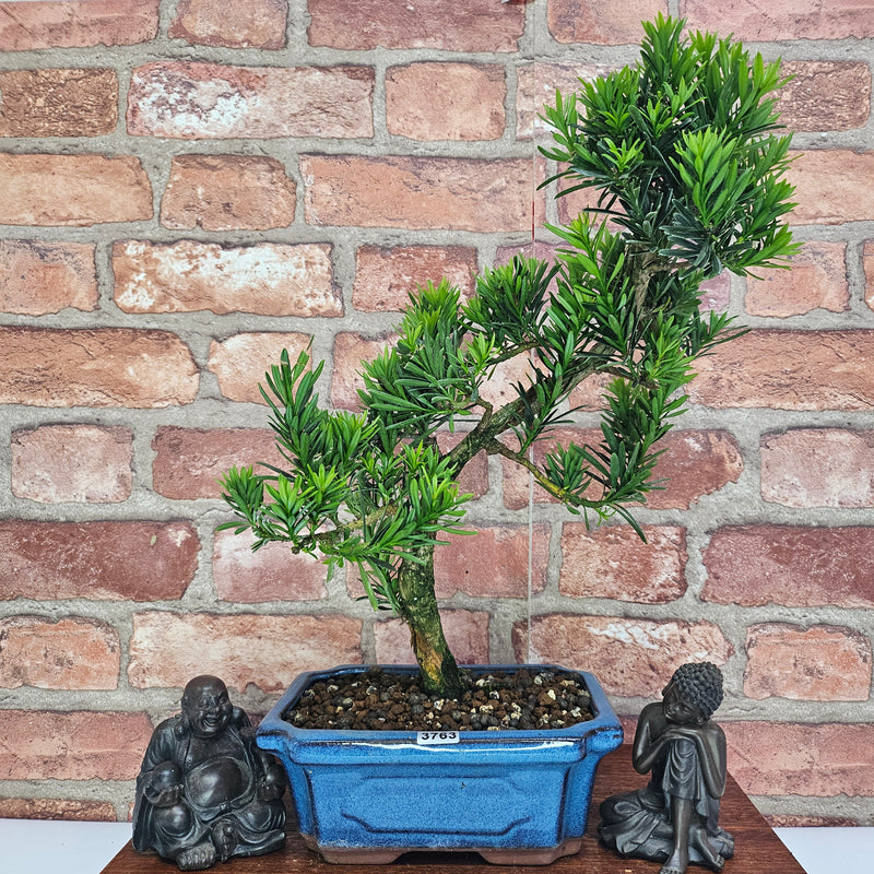 Buddhist Pine (Podocarpus Micro) Bonsai Tree | Shaped | In 20cm Pot