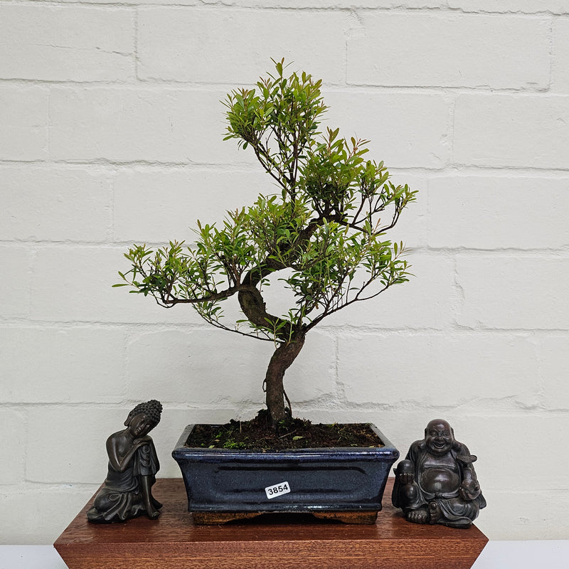 Brush Cherry (Syzygium) Bonsai Tree | Shaped | In 20cm Pot