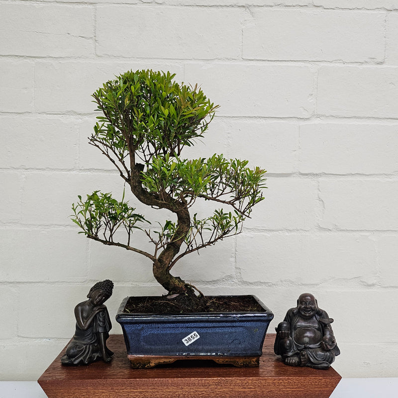 Brush Cherry (Syzygium) Bonsai Tree | Shaped | In 20cm Pot