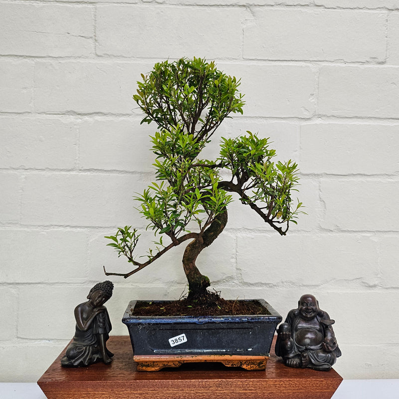 Brush Cherry (Syzygium) Bonsai Tree | Shaped | In 20cm Pot