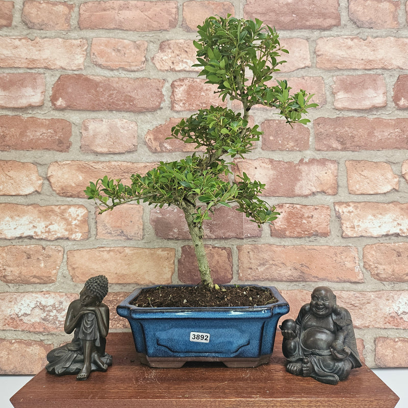 Japanese Holly (Ilex Crenata) Bonsai Tree | Shaped | In 20cm Pot