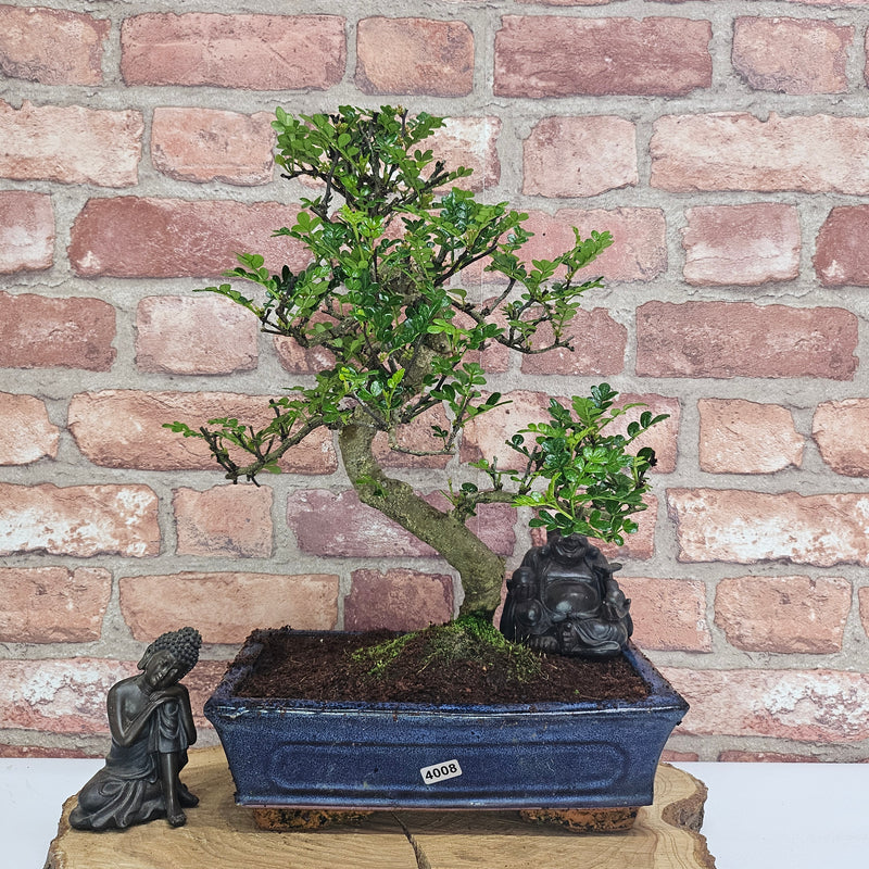 Chinese Pepper (Zanthoxylum Pipertum) Bonsai Tree | Shaped | In 25cm Pot