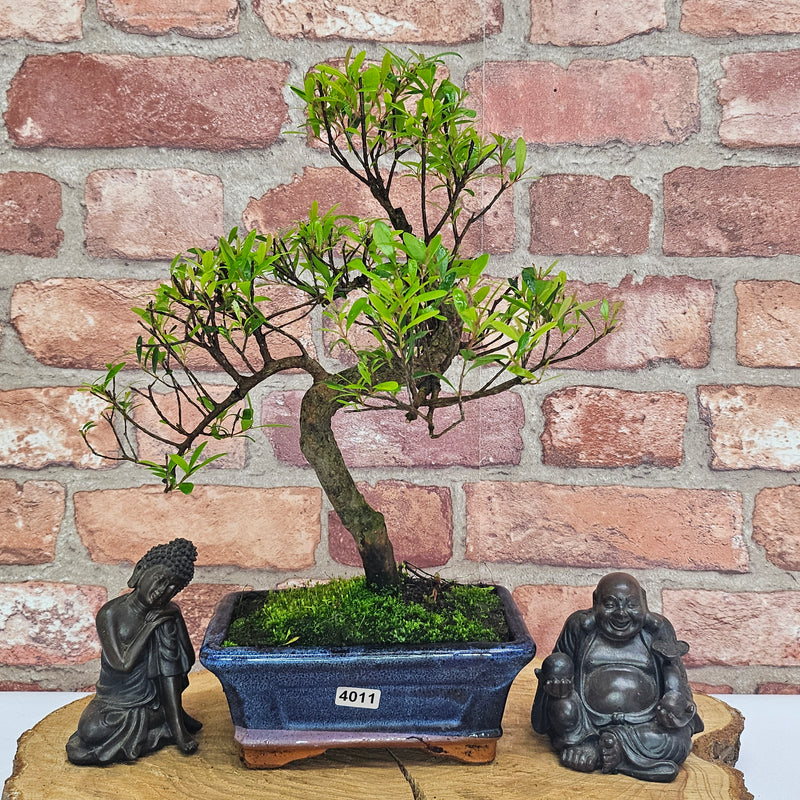 Brush Cherry (Syzygium) Bonsai Tree | Shaped | In 15cm Pot