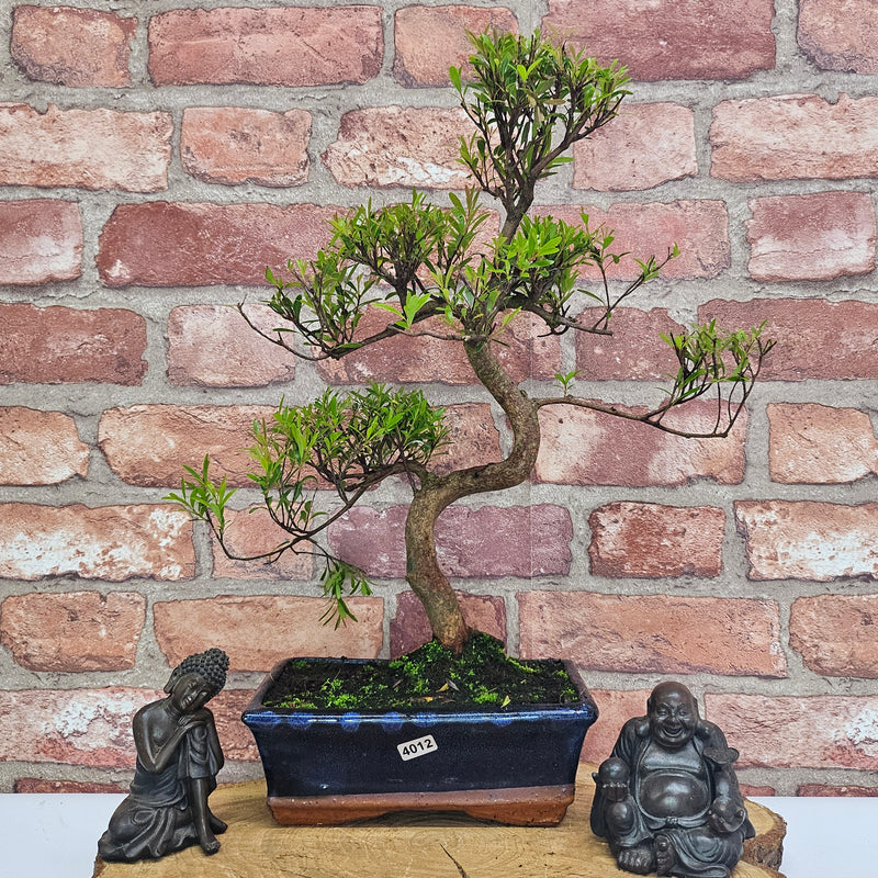 Brush Cherry (Syzygium) Bonsai Tree | Shaped | In 20cm Pot