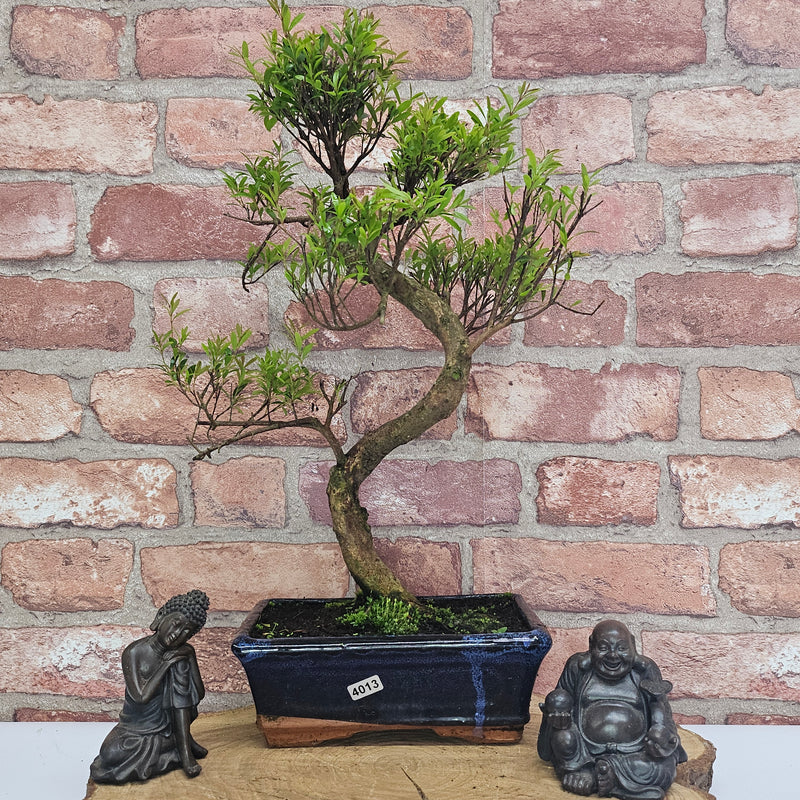 Brush Cherry (Syzygium) Bonsai Tree | Shaped | In 20cm Pot
