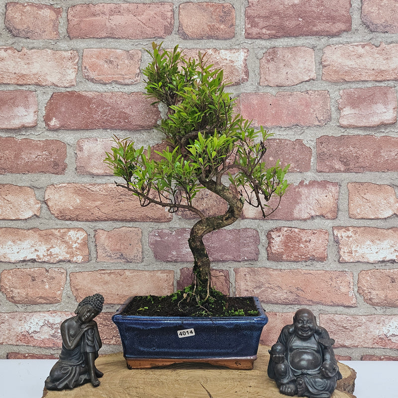 Brush Cherry (Syzygium) Bonsai Tree | Shaped | In 20cm Pot