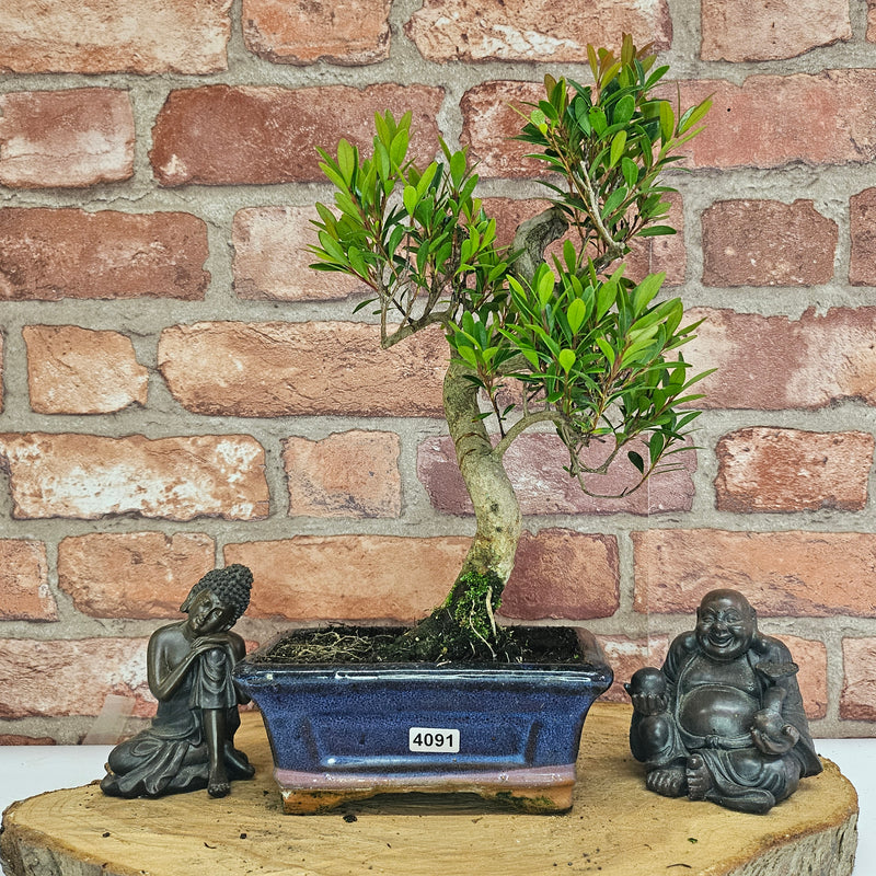 Brush Cherry (Syzygium) Bonsai Tree | Shaped | In 15cm Pot