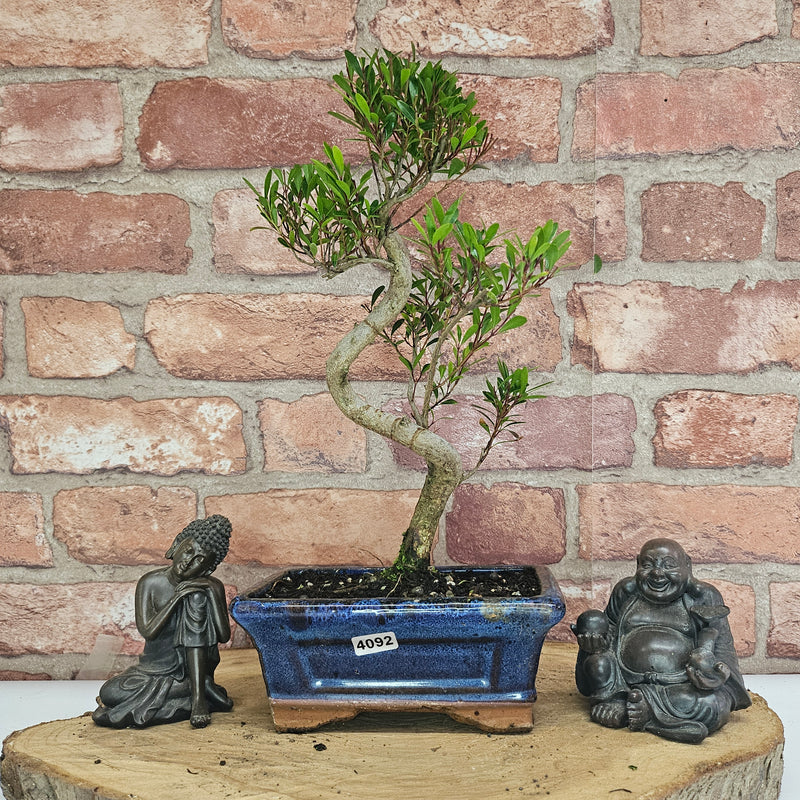 Brush Cherry (Syzygium) Bonsai Tree | Shaped | In 15cm Pot
