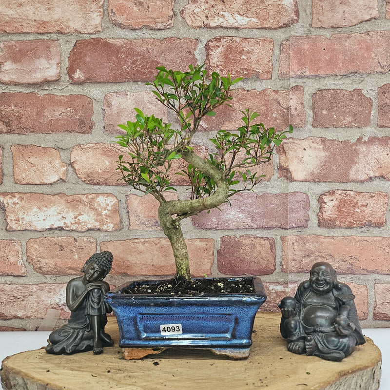 Brush Cherry (Syzygium) Bonsai Tree | Shaped | In 15cm Pot