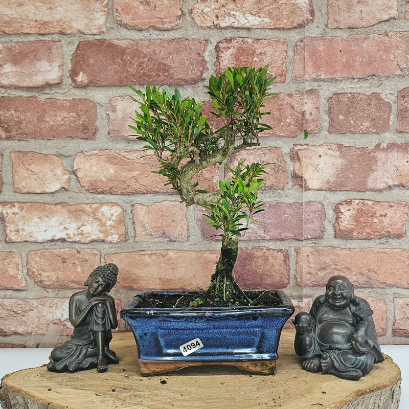 Brush Cherry (Syzygium) Bonsai Tree | Shaped | In 15cm Pot