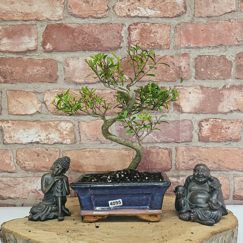 Brush Cherry (Syzygium) Bonsai Tree | Shaped | In 15cm Pot
