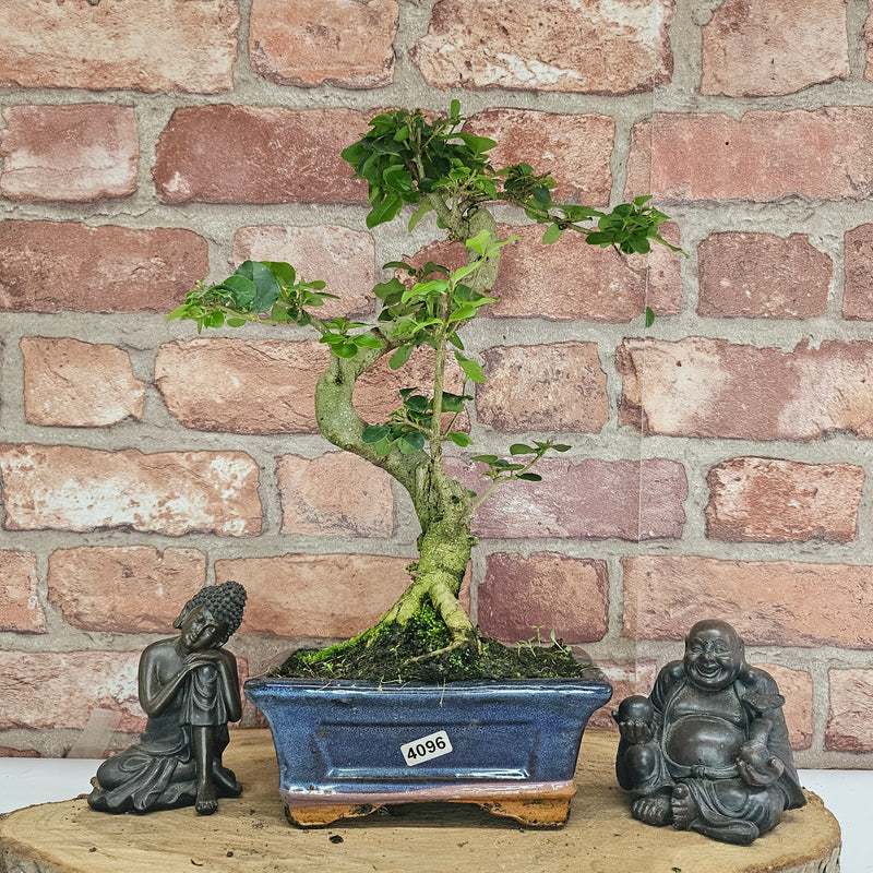 Chinese Privet (Ligustrum Sinense) Bonsai Tree | Shaped | In 15cm Pot