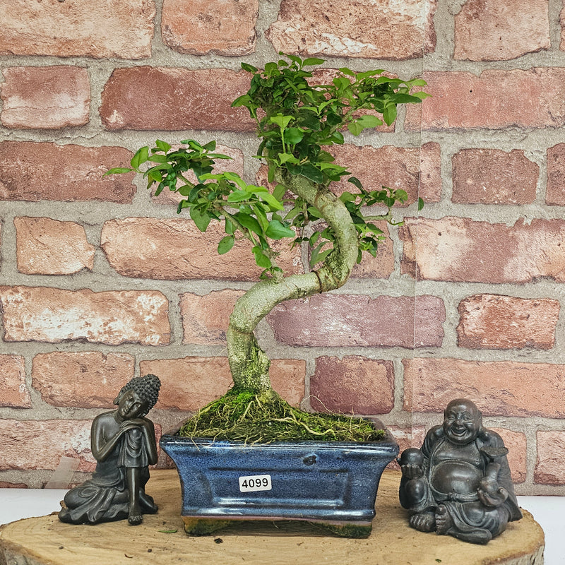 Chinese Privet (Ligustrum Sinense) Bonsai Tree | Shaped | In 15cm Pot