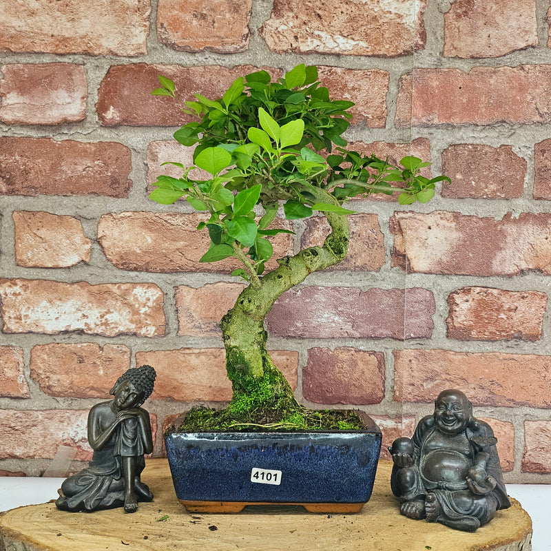 Chinese Privet (Ligustrum Sinense) Bonsai Tree | Shaped | In 15cm Pot