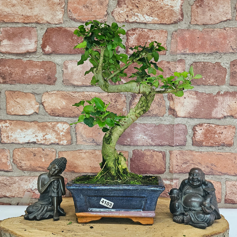 Chinese Privet (Ligustrum Sinense) Bonsai Tree | Shaped | In 15cm Pot