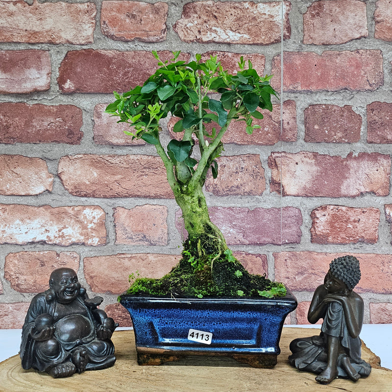 Chinese Privet (Ligustrum Sinense) Bonsai Tree | Broom | In 15cm Pot