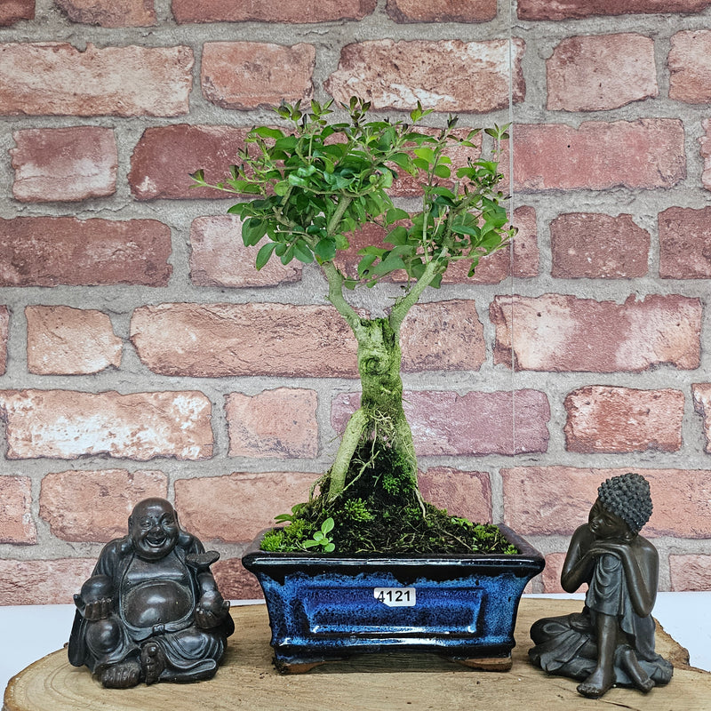 Chinese Privet (Ligustrum Sinense) Bonsai Tree | Broom | In 15cm Pot