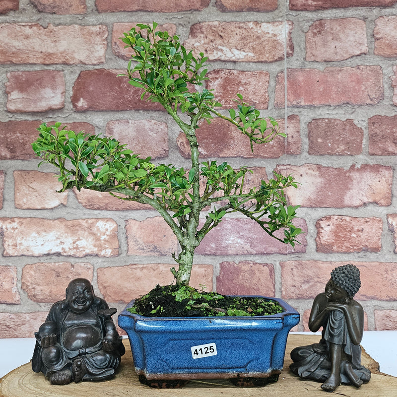 Japanese Holly (Ilex Crenata) Bonsai Tree | Shaped | In 15cm Pot