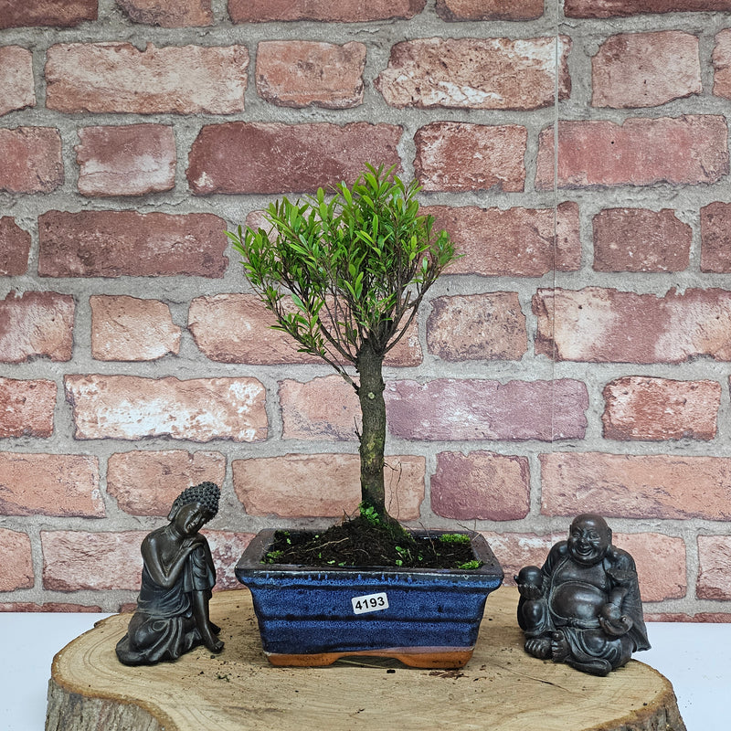 Brush Cherry (Syzygium) Bonsai Tree | Broom | In 15cm Pot