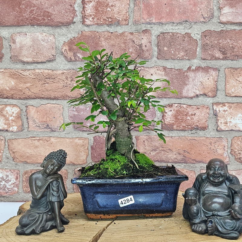 Chinese Elm (Ulmus Parvifolia) Bonsai Tree | Broom | In 15cm Pot