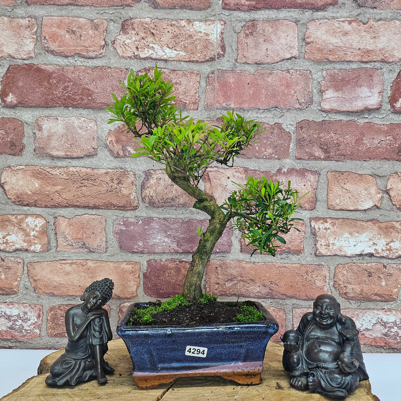 Brush Cherry (Syzygium) Bonsai Tree | Shaped | In 15cm Pot