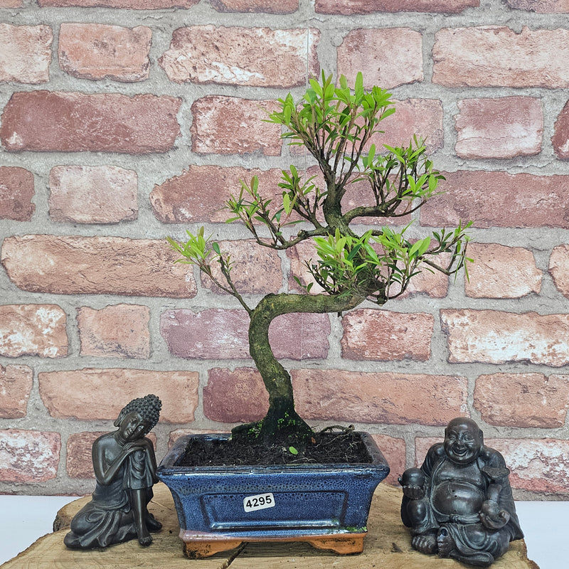 Brush Cherry (Syzygium) Bonsai Tree | Shaped | In 15cm Pot