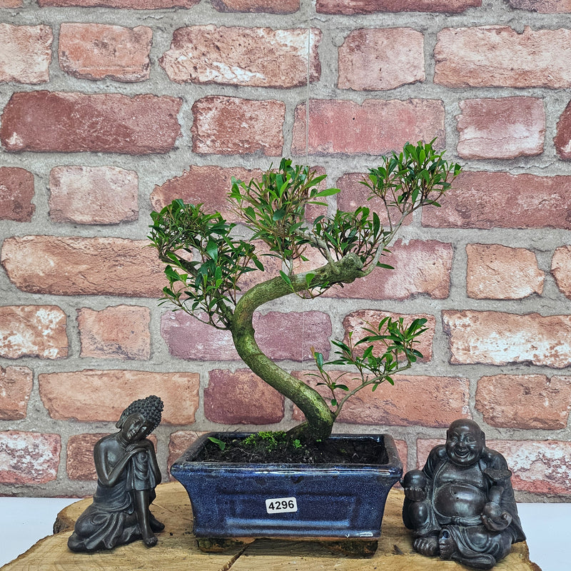 Brush Cherry (Syzygium) Bonsai Tree | Shaped | In 15cm Pot