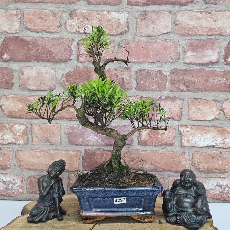 Brush Cherry (Syzygium) Bonsai Tree | Shaped | In 15cm Pot