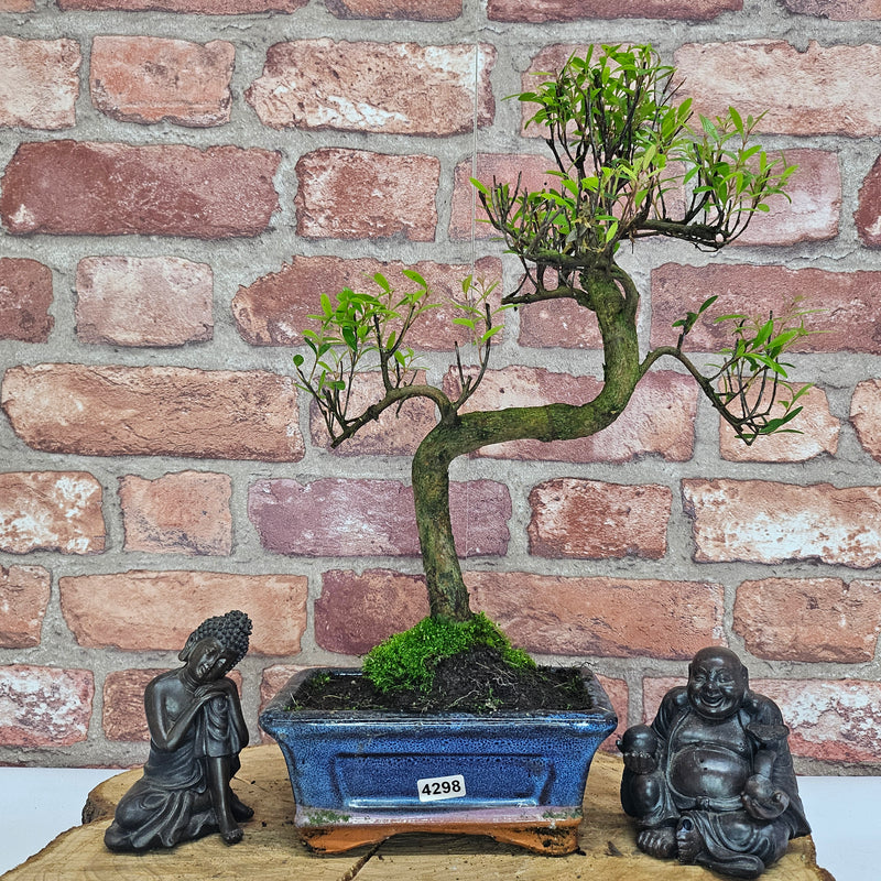 Brush Cherry (Syzygium) Bonsai Tree | Shaped | In 15cm Pot