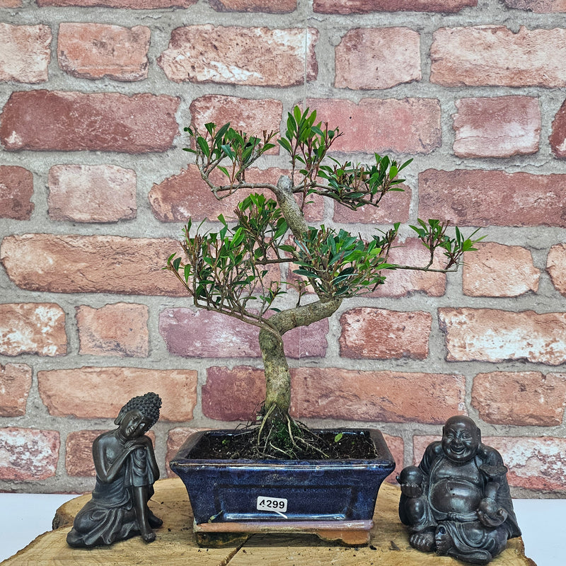 Brush Cherry (Syzygium) Bonsai Tree | Shaped | In 15cm Pot