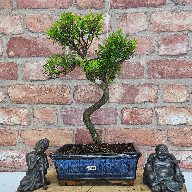 Brush Cherry (Syzygium) Bonsai Tree | Shaped | In 20cm Pot