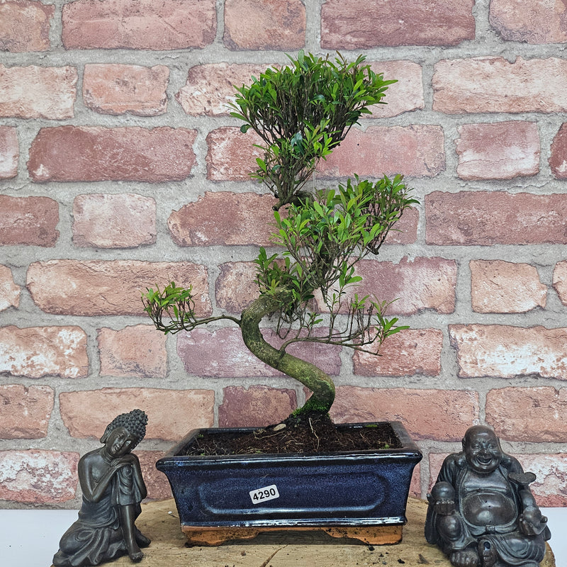 Brush Cherry (Syzygium) Bonsai Tree | Shaped | In 20cm Pot