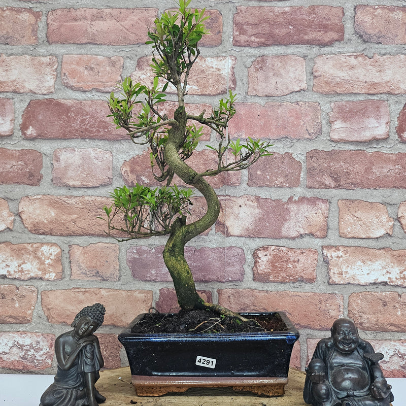 Brush Cherry (Syzygium) Bonsai Tree | Shaped | In 20cm Pot