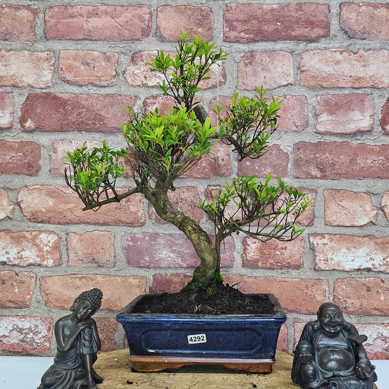 Brush Cherry (Syzygium) Bonsai Tree | Shaped | In 20cm Pot