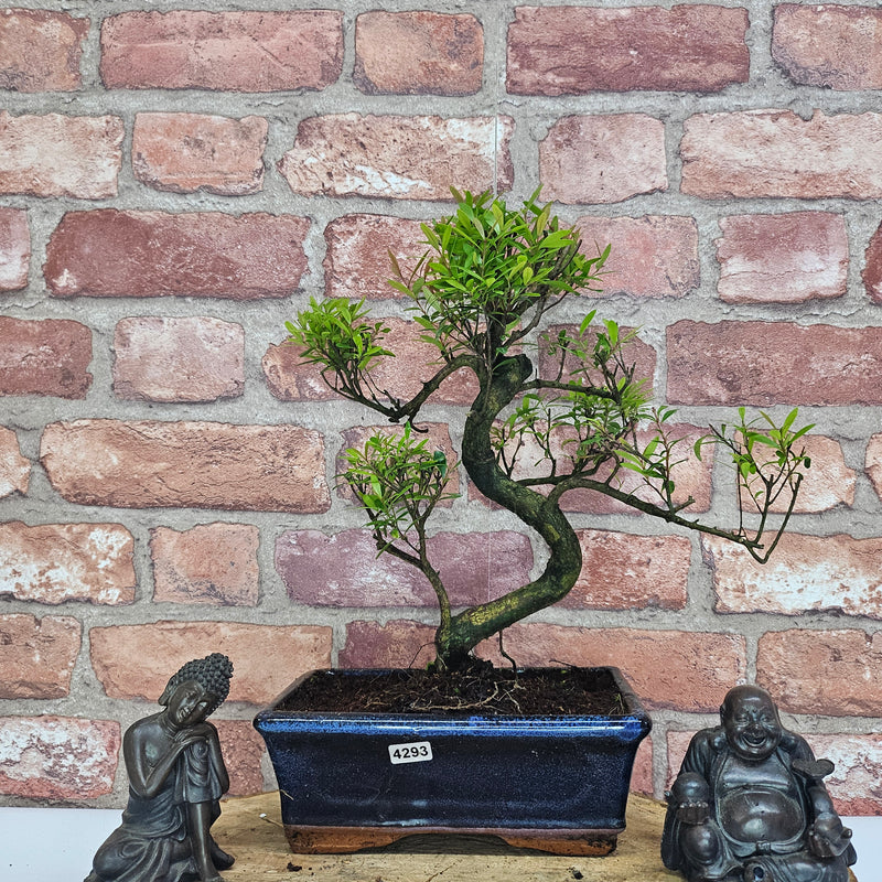 Brush Cherry (Syzygium) Bonsai Tree | Shaped | In 20cm Pot