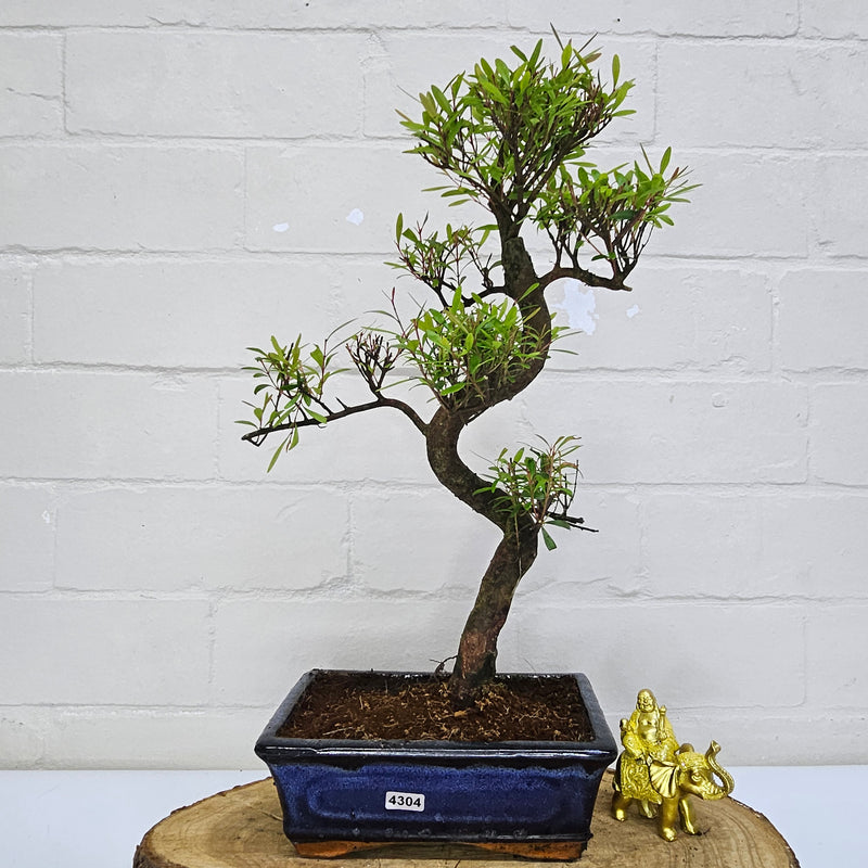 Brush Cherry (Syzygium) Bonsai Tree | Shaped | In 20cm Pot